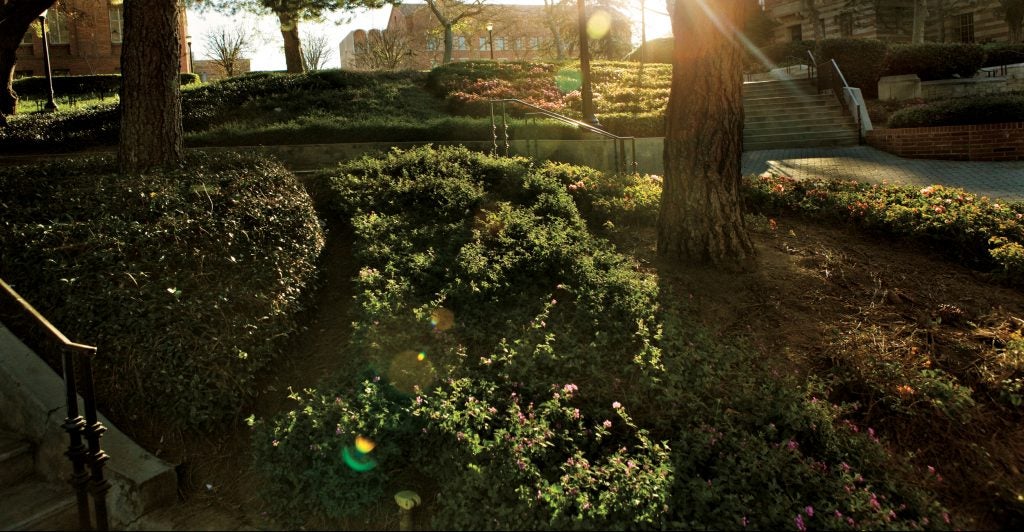 bruin walk with morning sunshine shining through