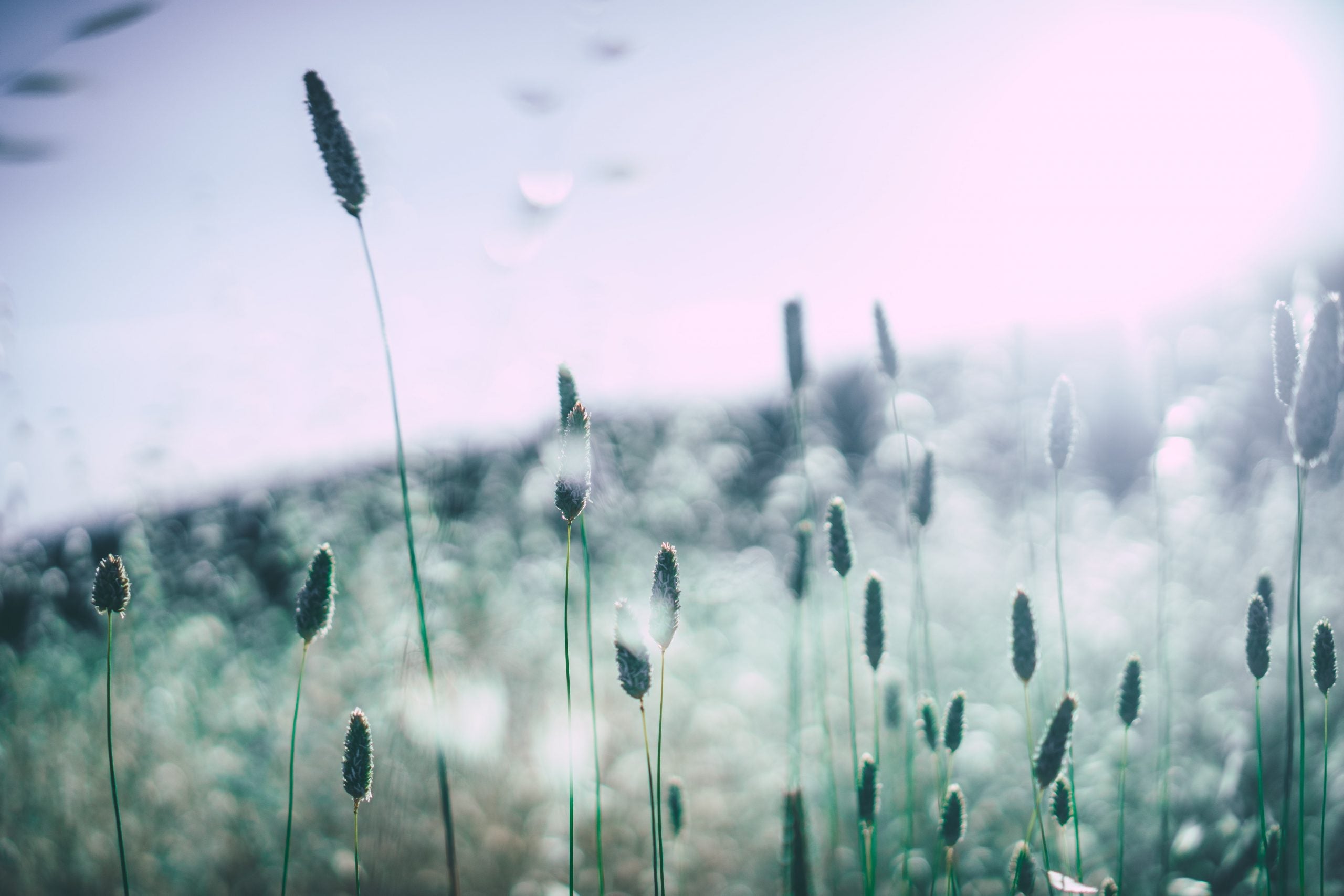 field of flowers in daytime with soft focus