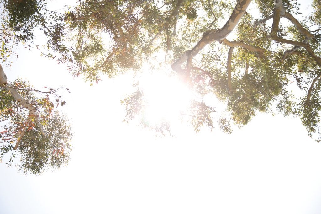 sun shining through trees