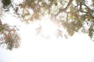 sun shining through trees