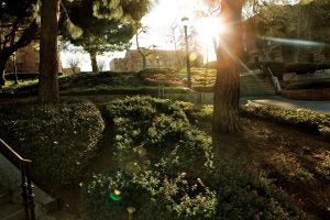 bruin walk with morning sunshine shining through