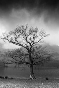 lone tree in black and white