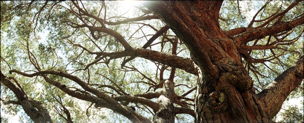 tree branches with sun peeking through