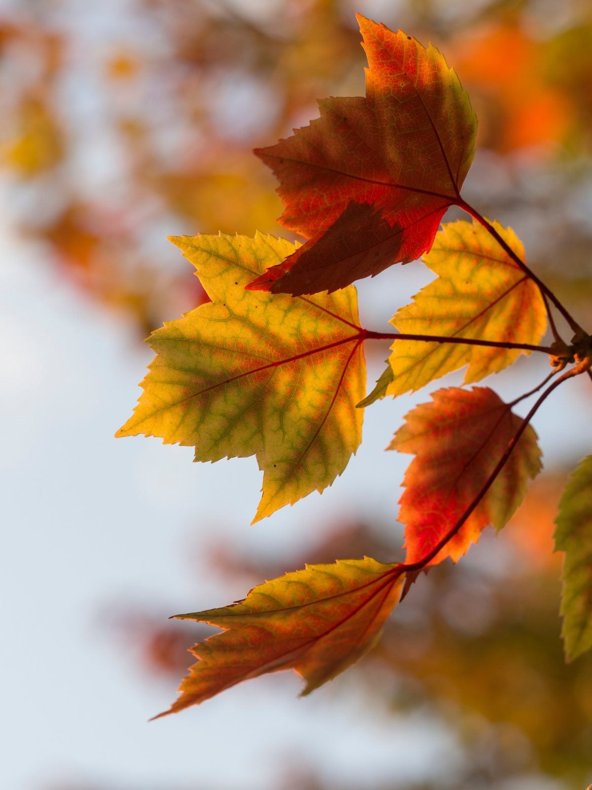 multi-color leaves in autumn
