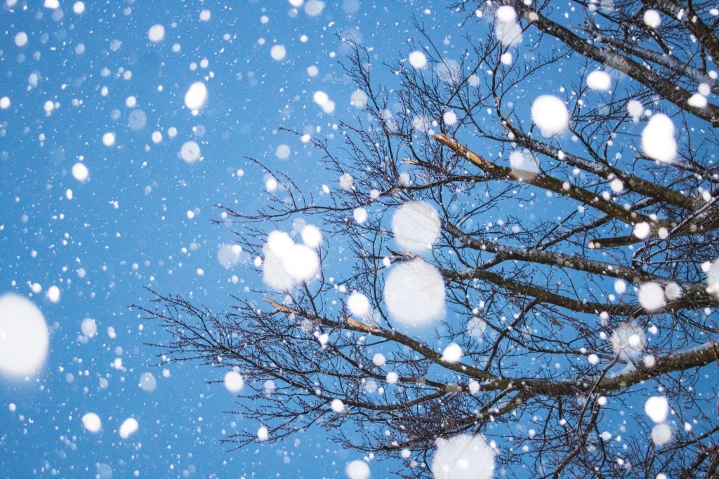 snow falls on branches against a blue sky