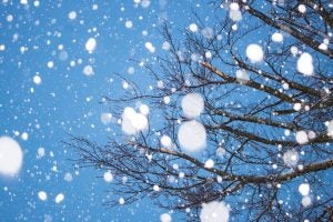 snow falls on branches against a blue sky