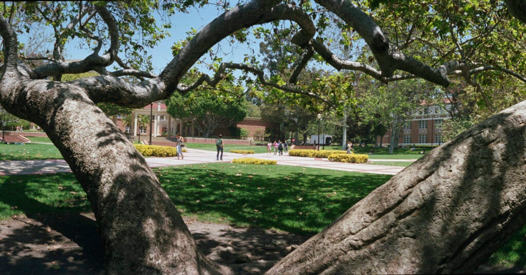 ucla dickson court view with large tree branches in foreground