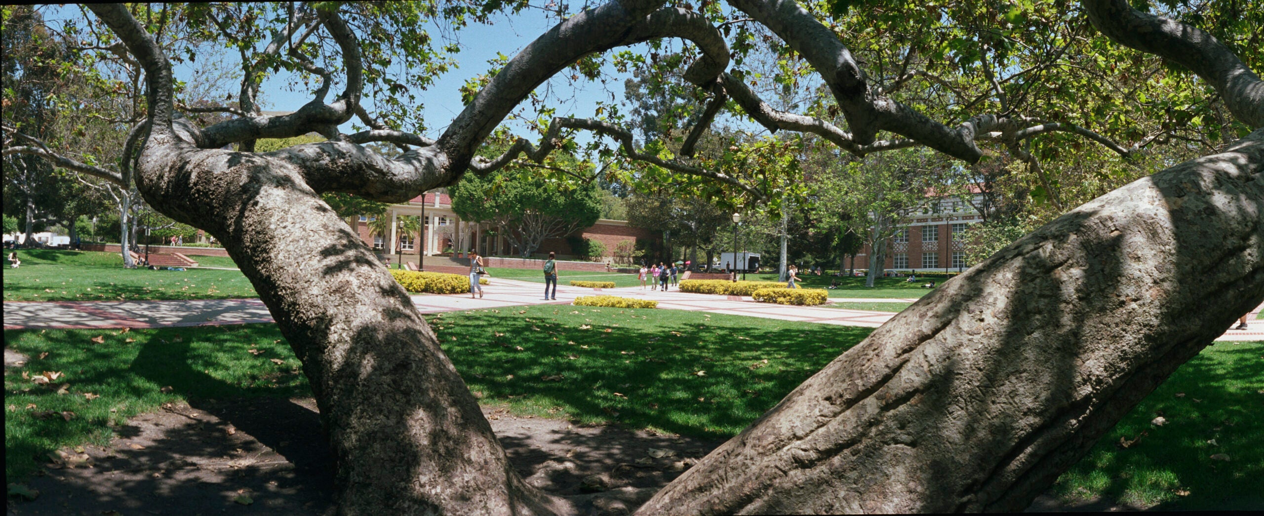 ucla dickson court view with large tree branches in foreground